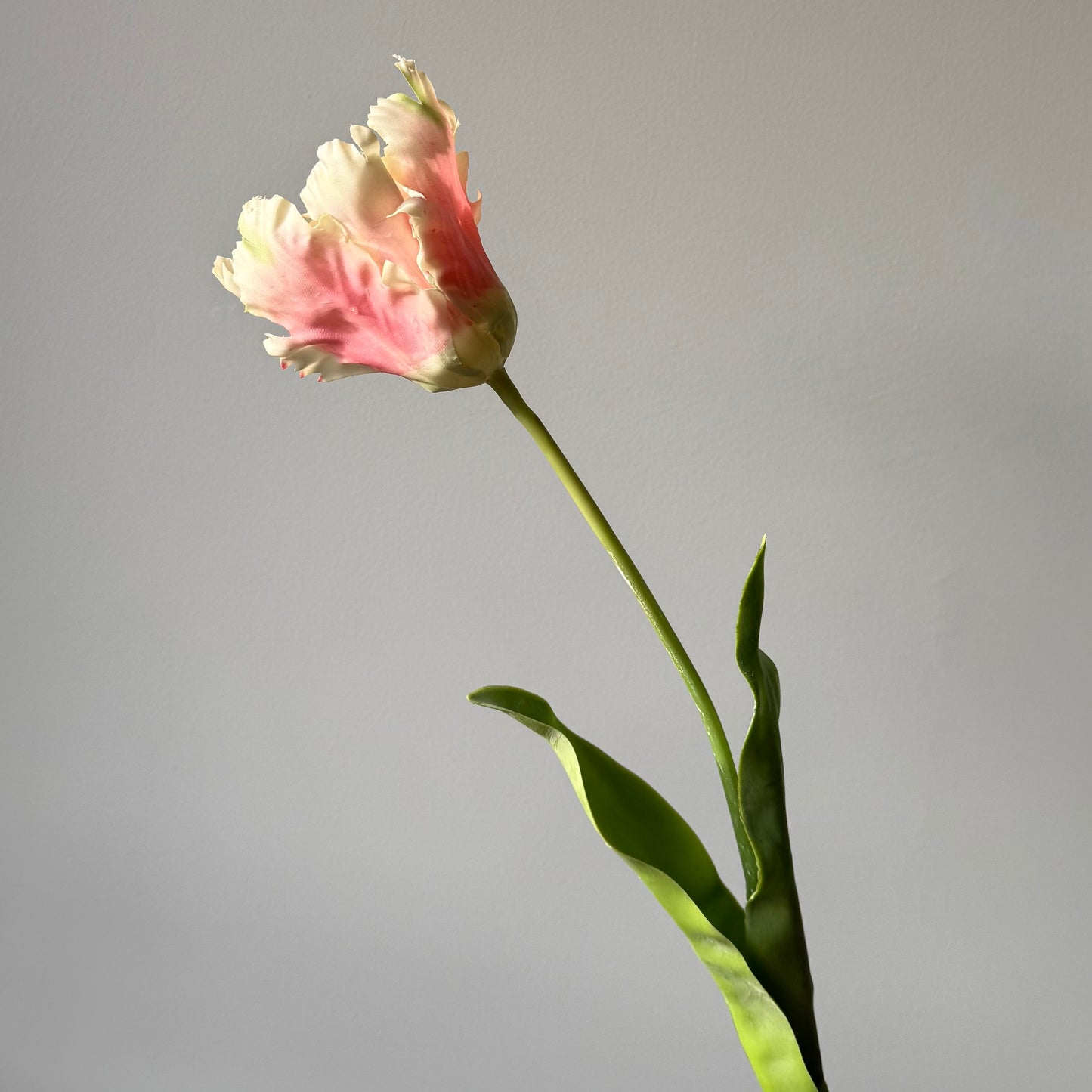 Tulp Papagaai - Crème/Roze