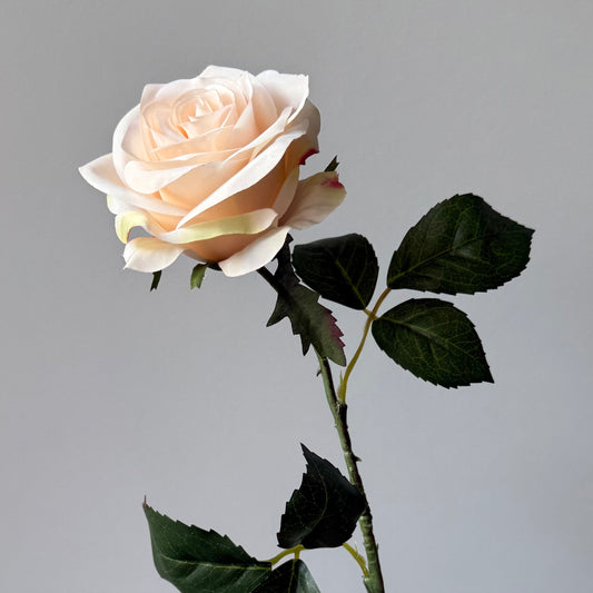 Roos - Crème Peach