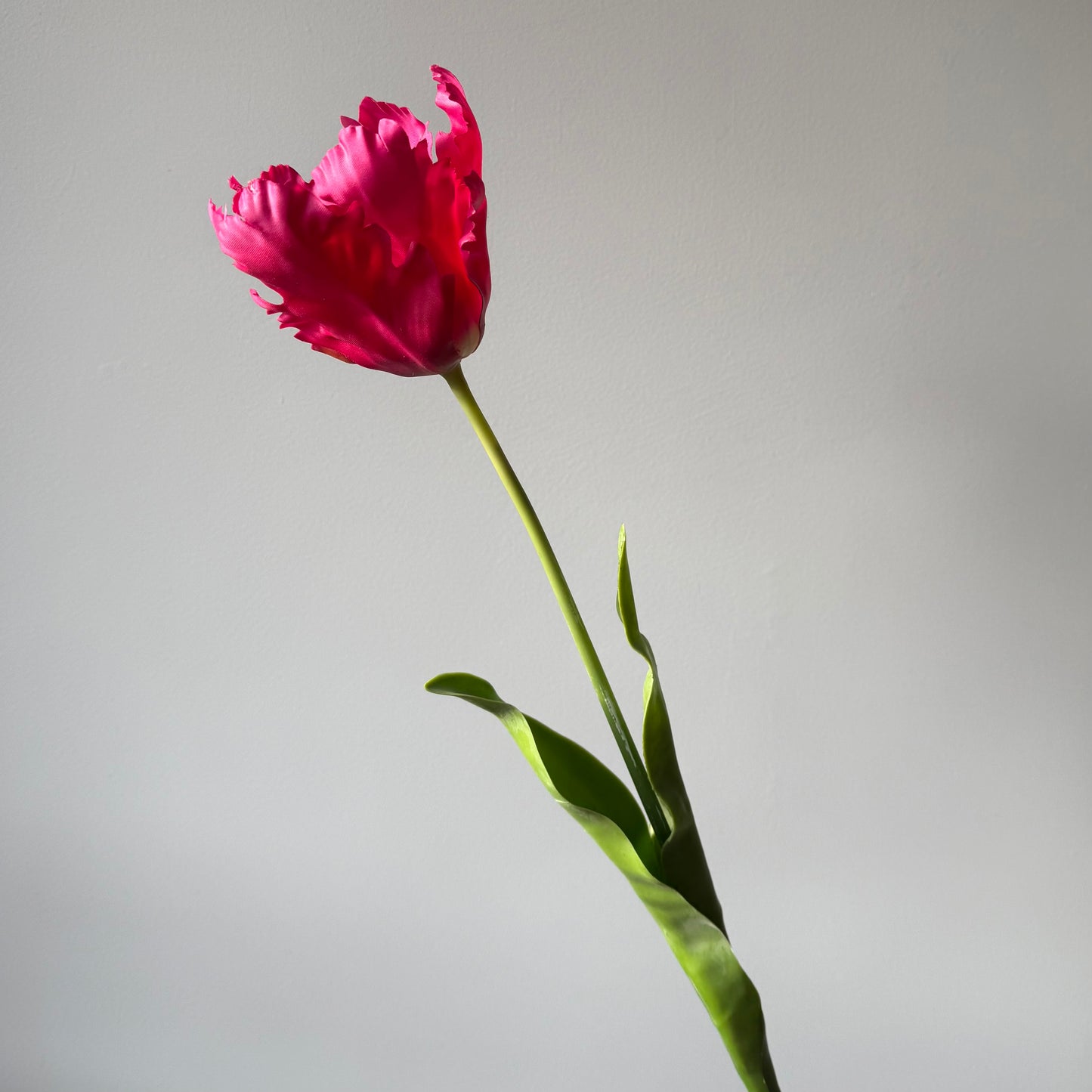 Tulp Papagaai - Cerise