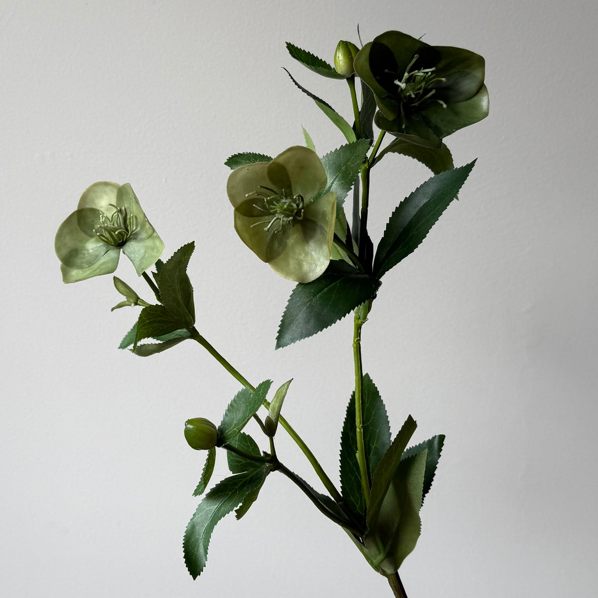 Helleborus (Kerstroos) Real Touch - Groen