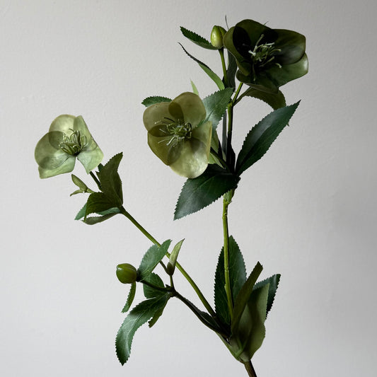 Helleborus (Kerstroos) Real Touch - Groen