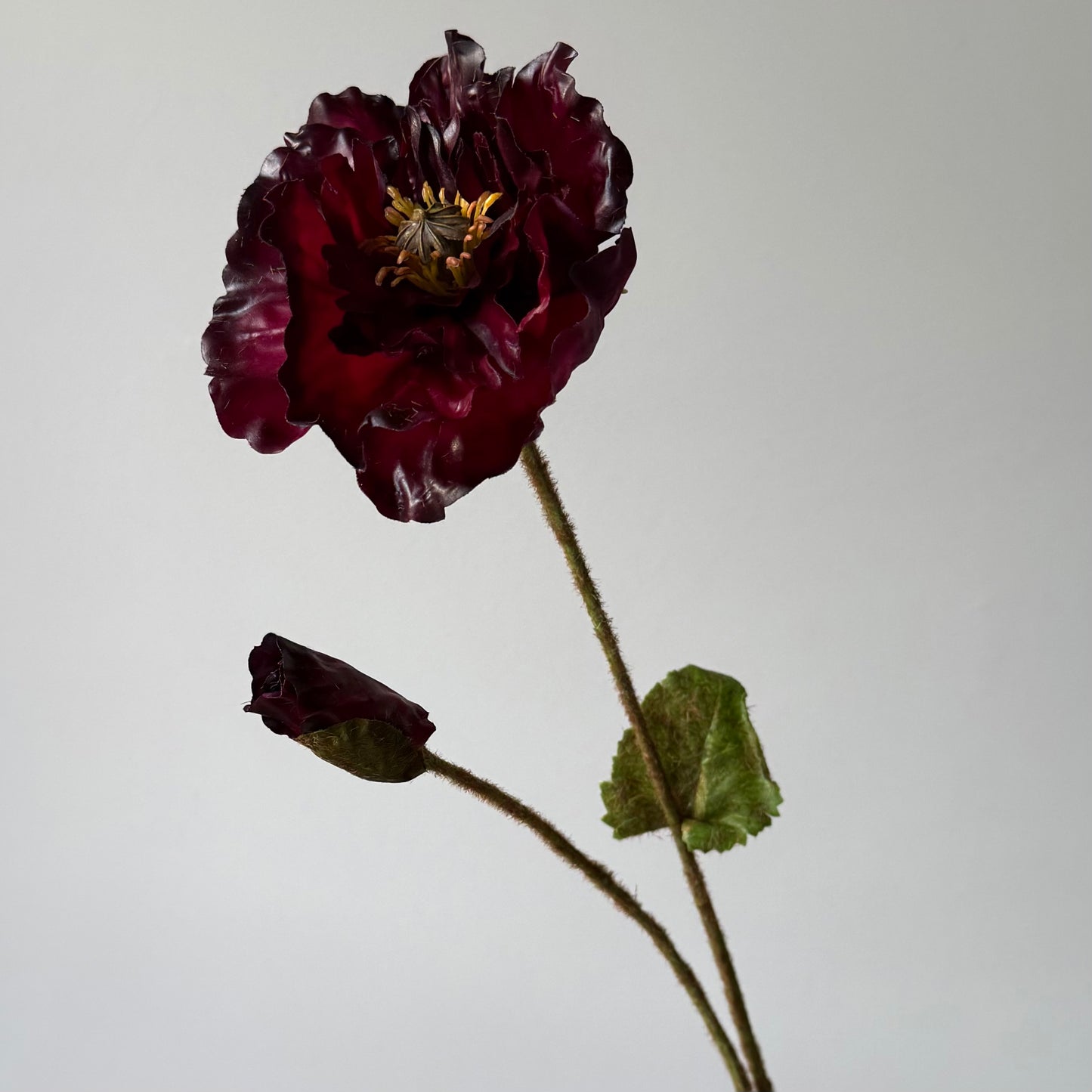 Poppy (Klaproos) - Bordeaux