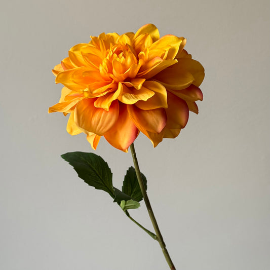 Dahlia - Oranje