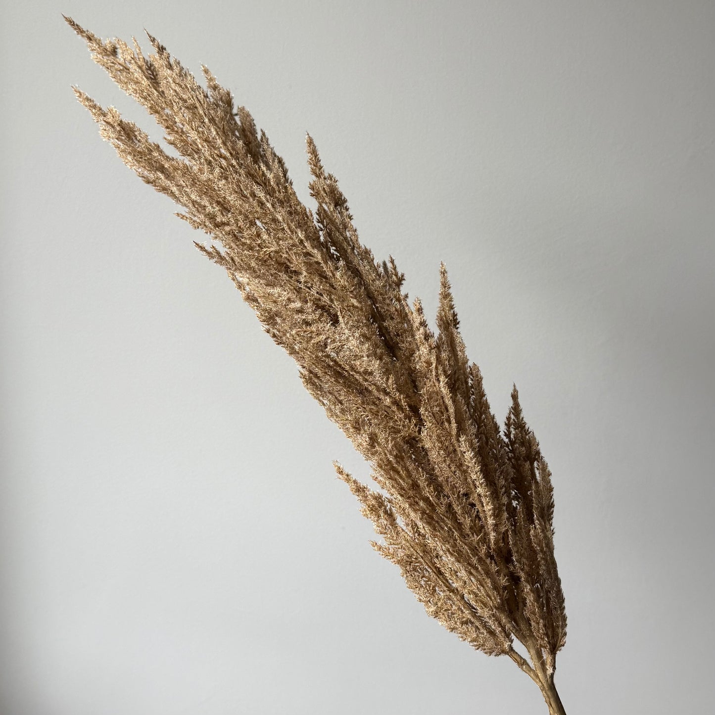 Pampas gras lang - Beige/bruin
