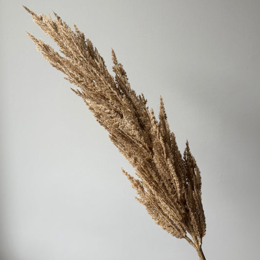 Pampas gras lang - Beige/bruin