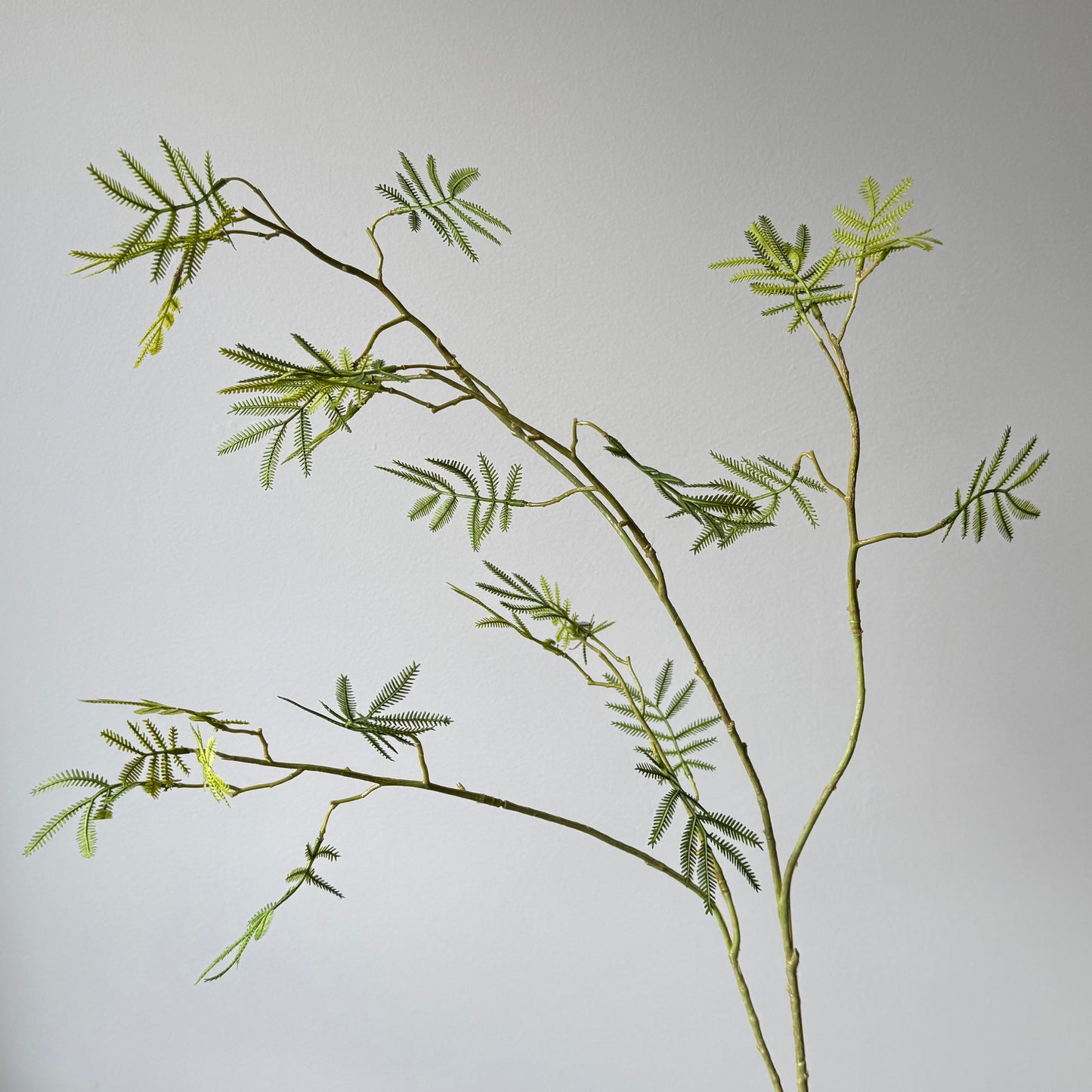Mimosa Bladtak - Groen