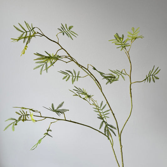 Mimosa Bladtak - Groen
