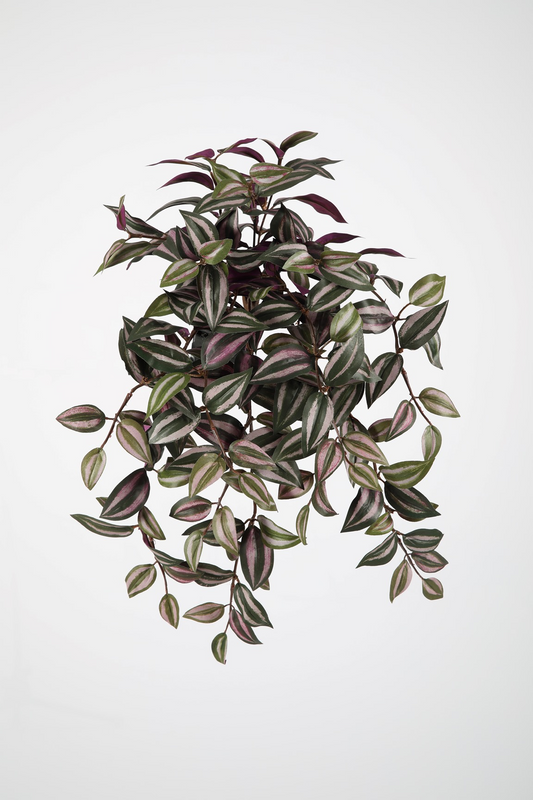Tradescantia Hangplant UV-bestendig