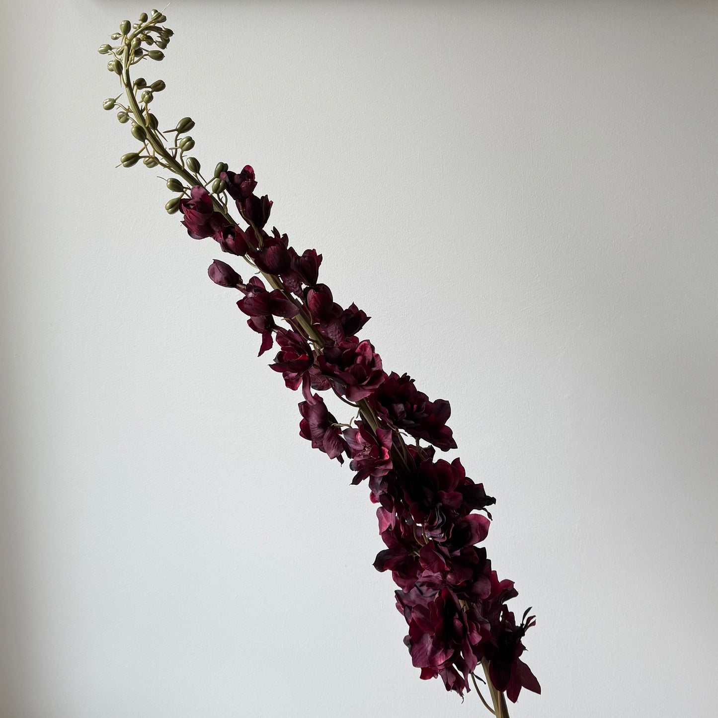 Delphinium XL (Ridderspoor) - Burgundy