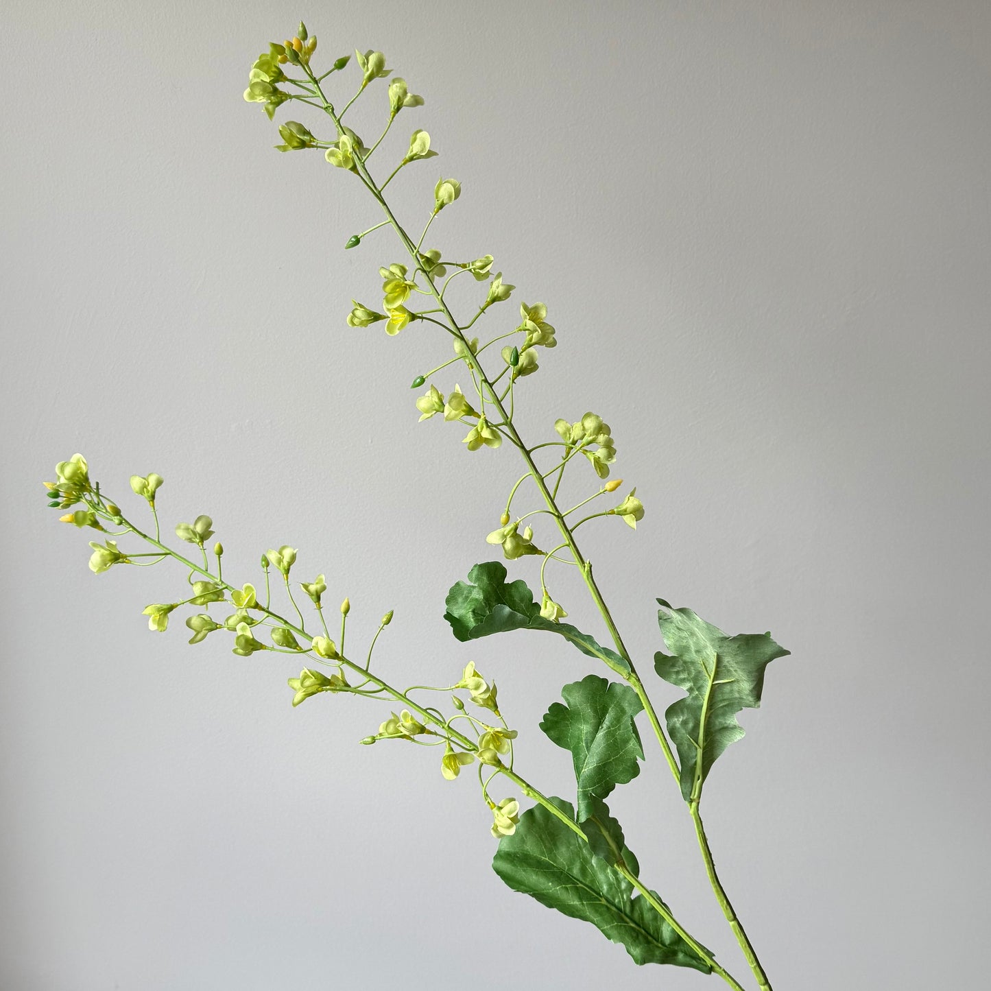 Primula bloesem - Groen