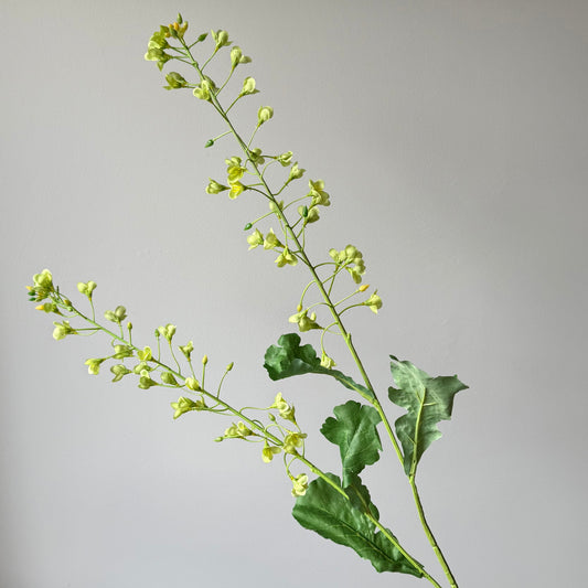 Primula bloesem - Groen