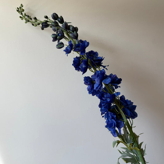 Delphinium XL (Ridderspoor) - Donker Blauw