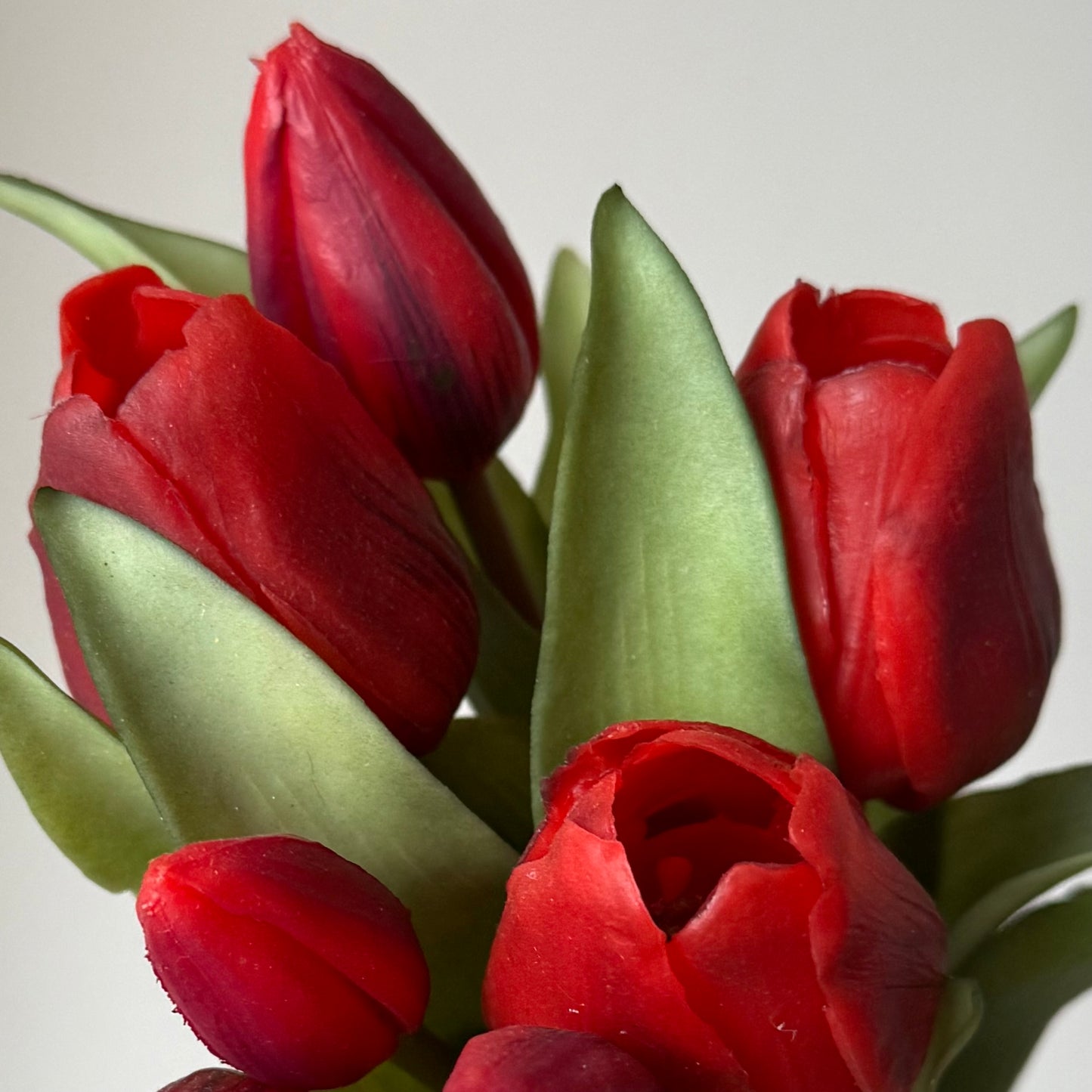 Tulpen (bosje 7 stuks) - Donkerrood