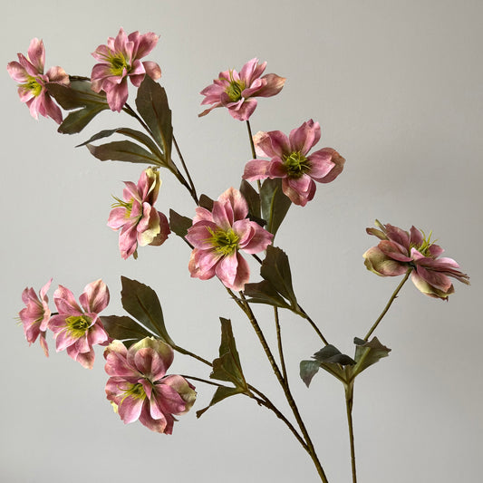 Helleborus (Kerstroos) - Oudroze
