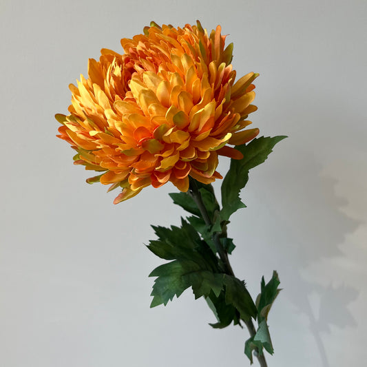 Chrysant - Oranje