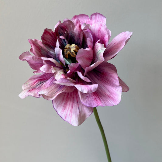 Tulp open - Paars