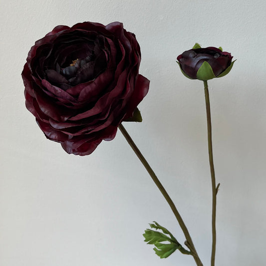 Ranonkel - Bordeaux Rood