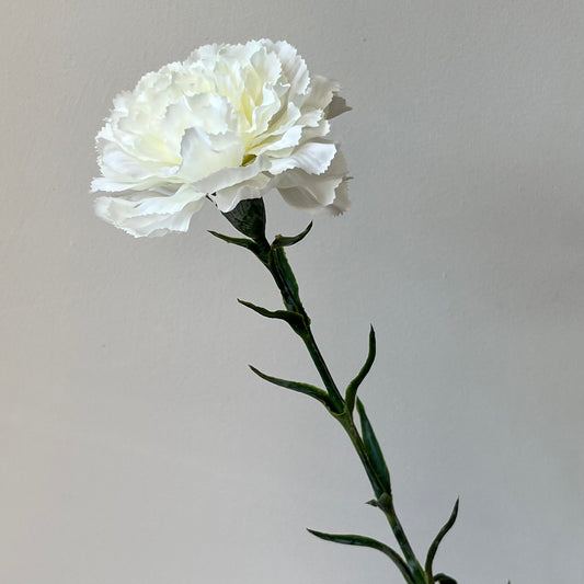 Dianthus (Anjer) - Wit