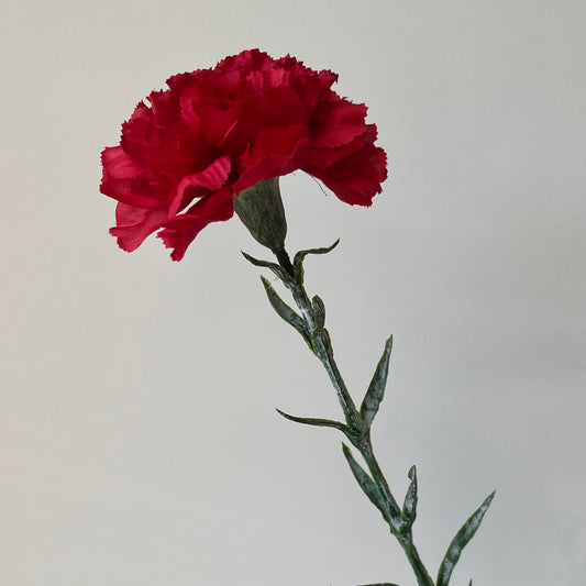 Dianthus (Anjer) - Rood