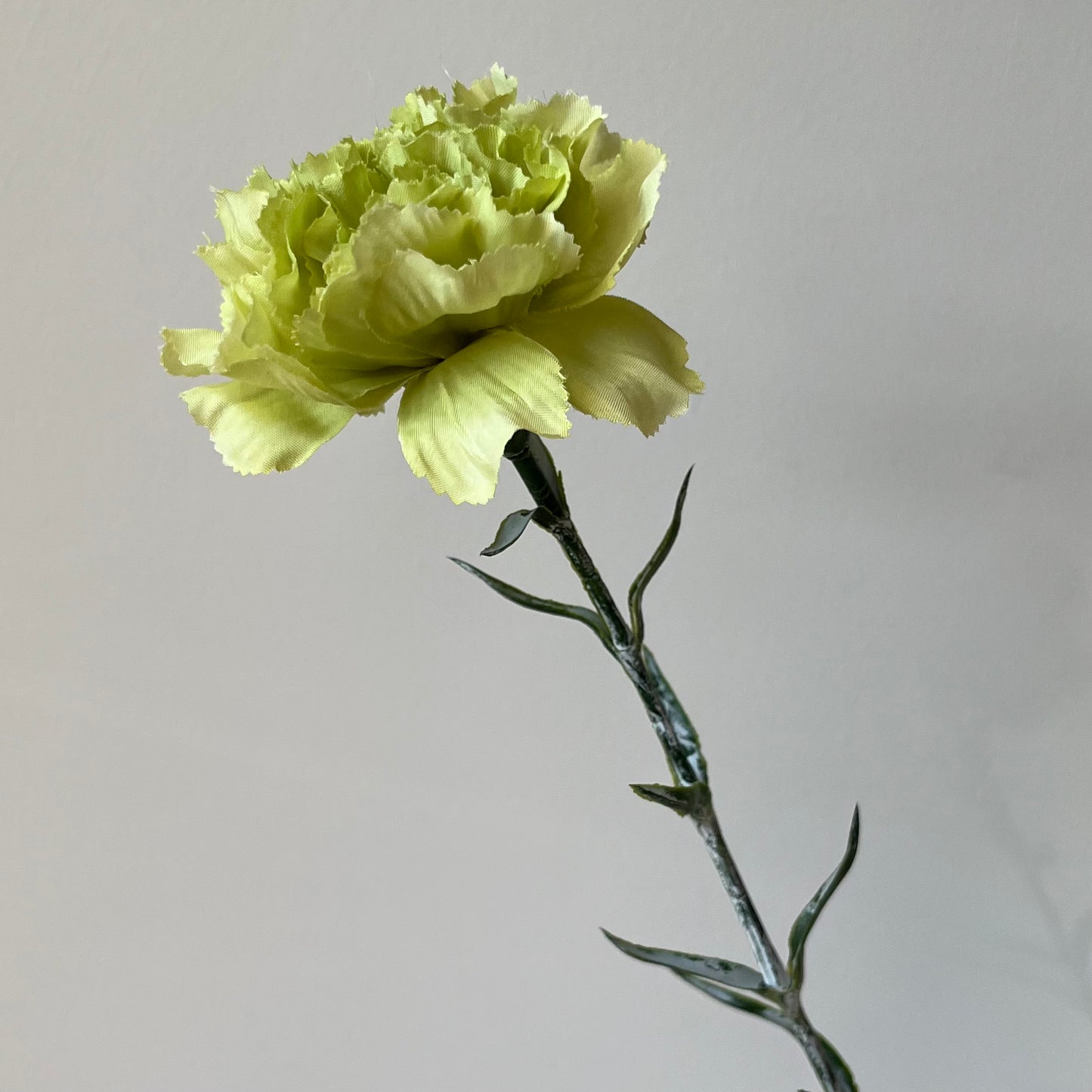 Dianthus (Anjer) - Groen