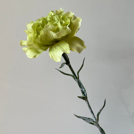Dianthus (Anjer) - Groen