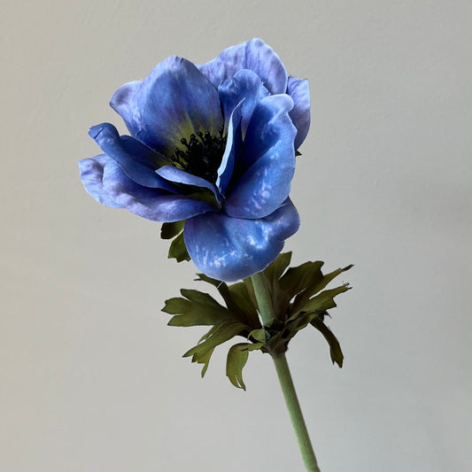 Anemoon - Blauw