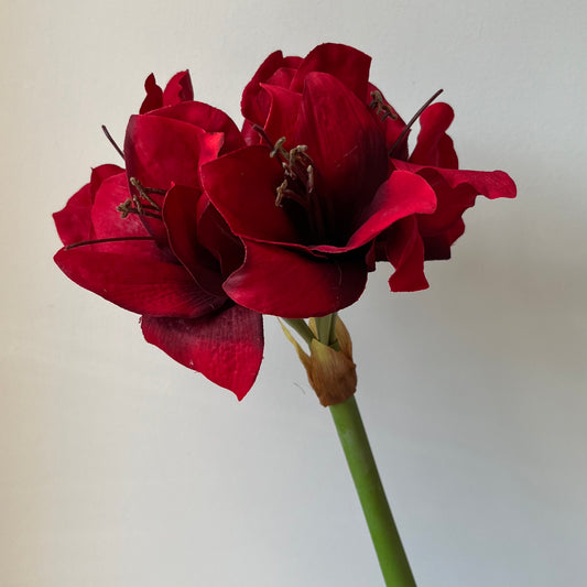 Amaryllis - Rood