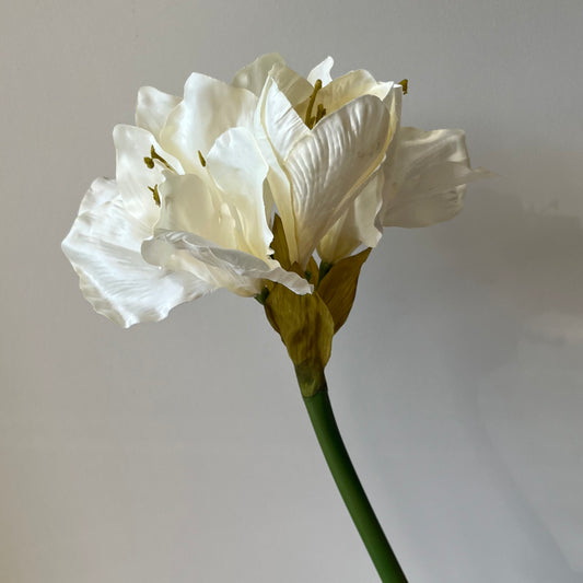 Amaryllis - Wit