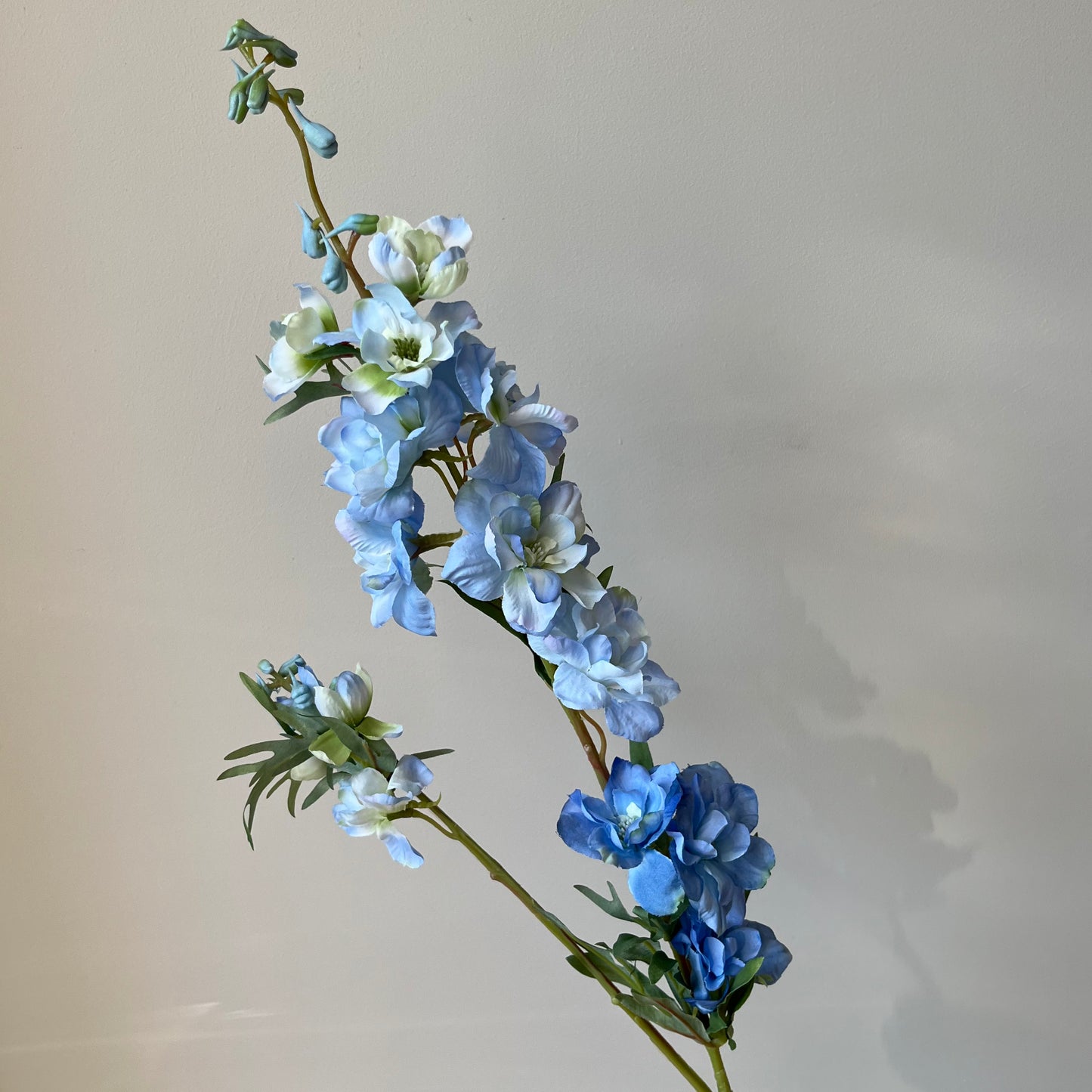 Delphinium (Ridderspoor) - Licht Blauw