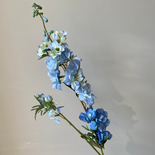 Delphinium (Ridderspoor) - Licht Blauw