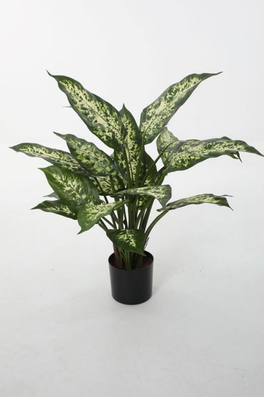 Dieffenbachia Carina (51cm)