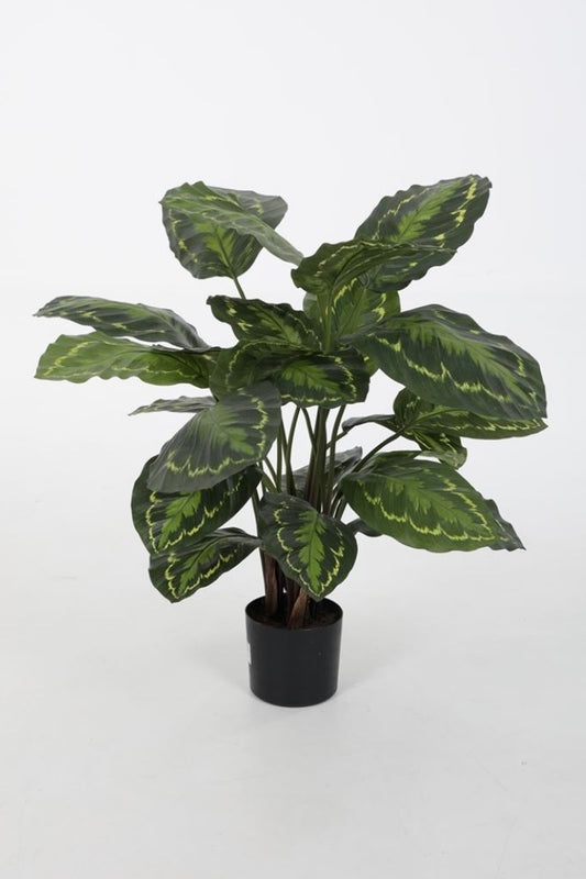 Calathea Roseopicta (62cm)
