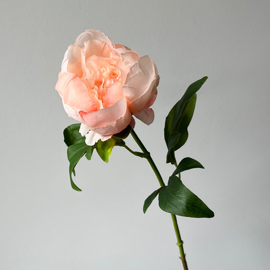 Pioenroos - Peach