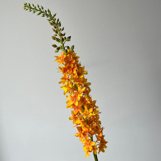 Eremus (Naald van Cleopatra) - Oranje