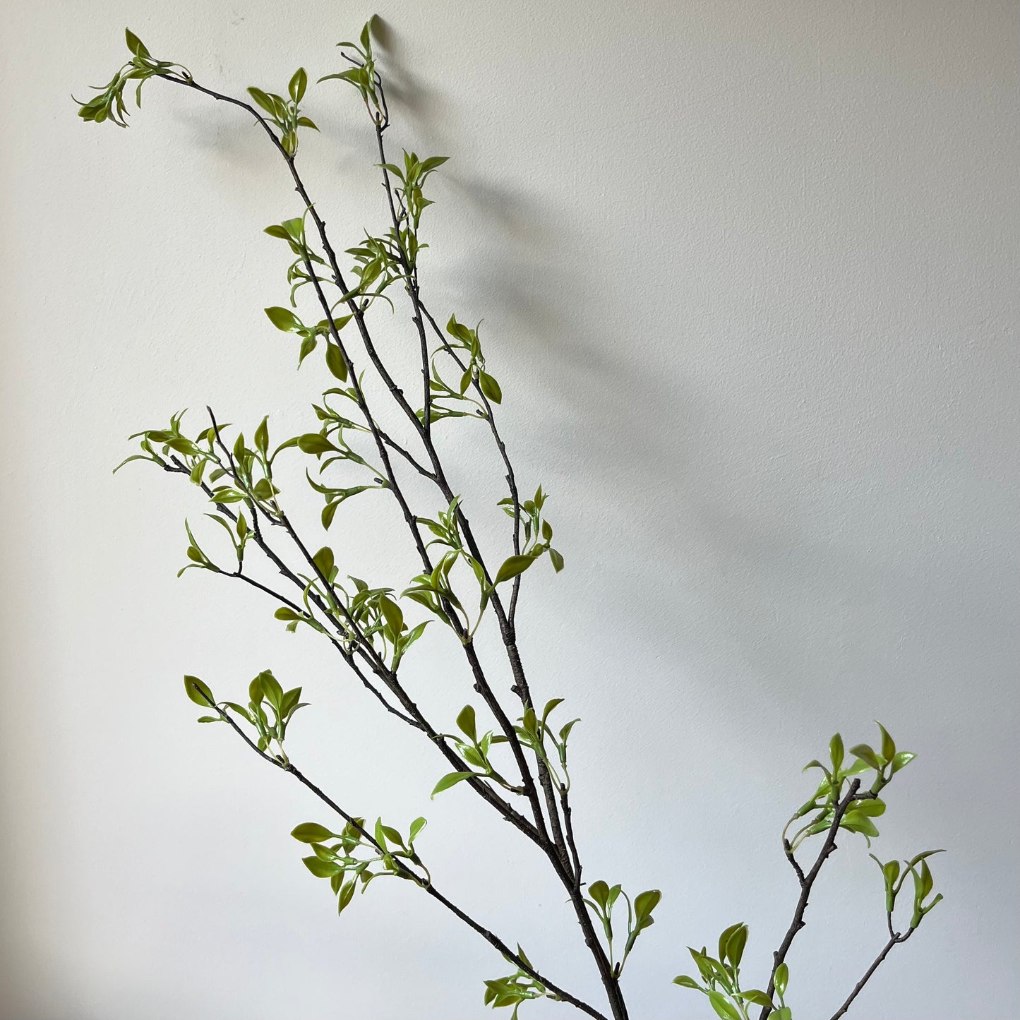 Berken tak - Groen
