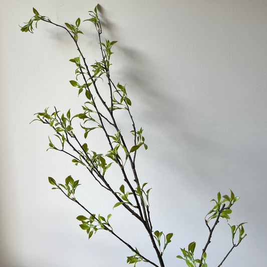 Berken tak - Groen