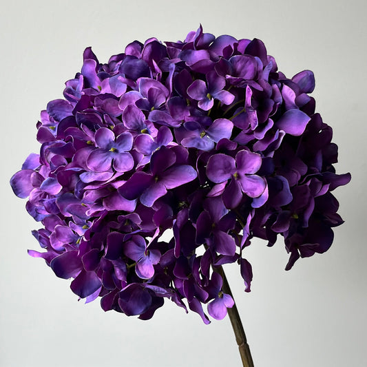 Hydrangea (Hortensia) - Paars