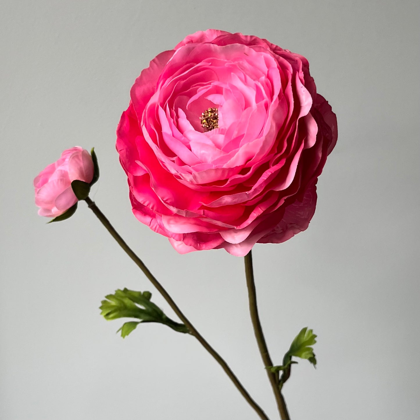 Ranonkel - Roze