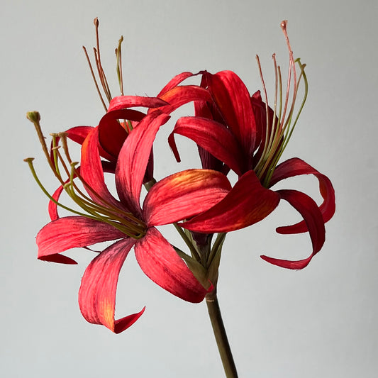 Amaryllis - Rood