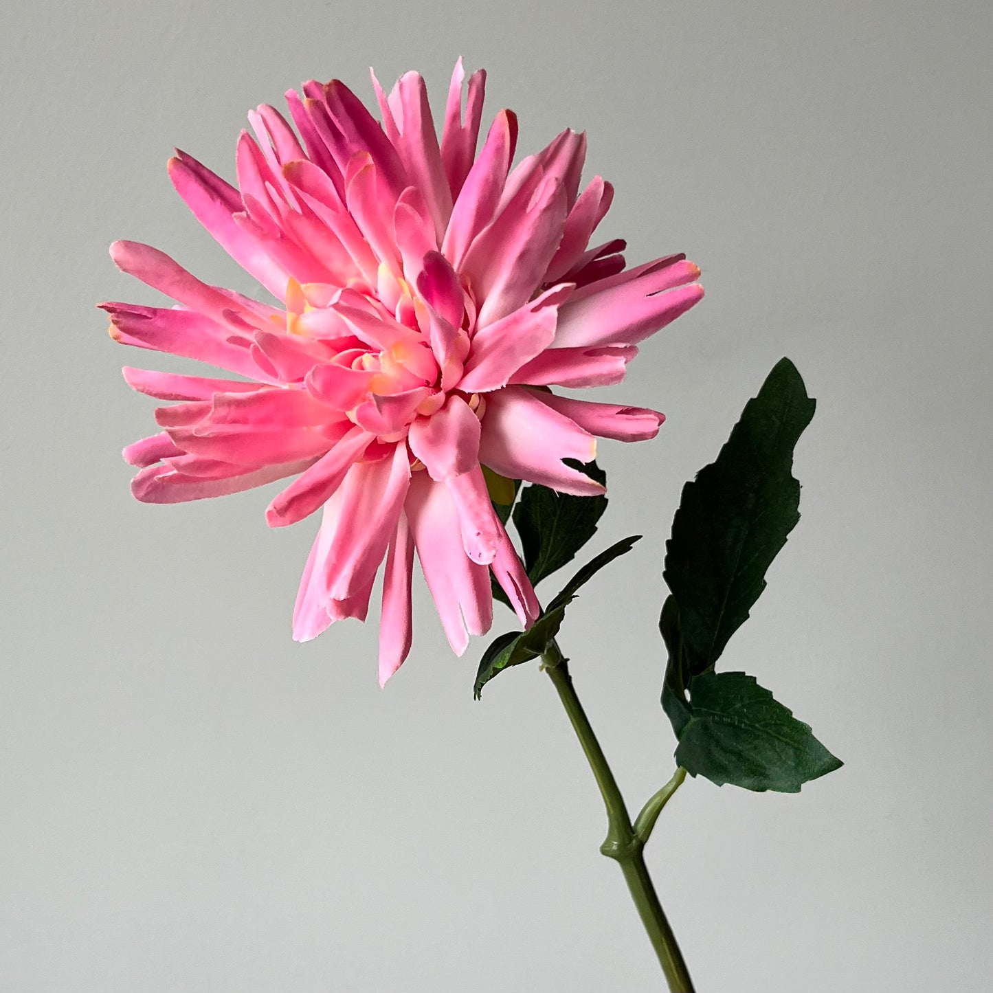 Dahlia Stekel - Roze