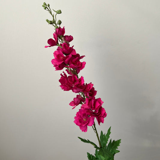 Delphinium (Ridderspoor) - Fuchsia