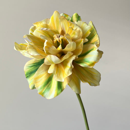 Tulp open - Geel