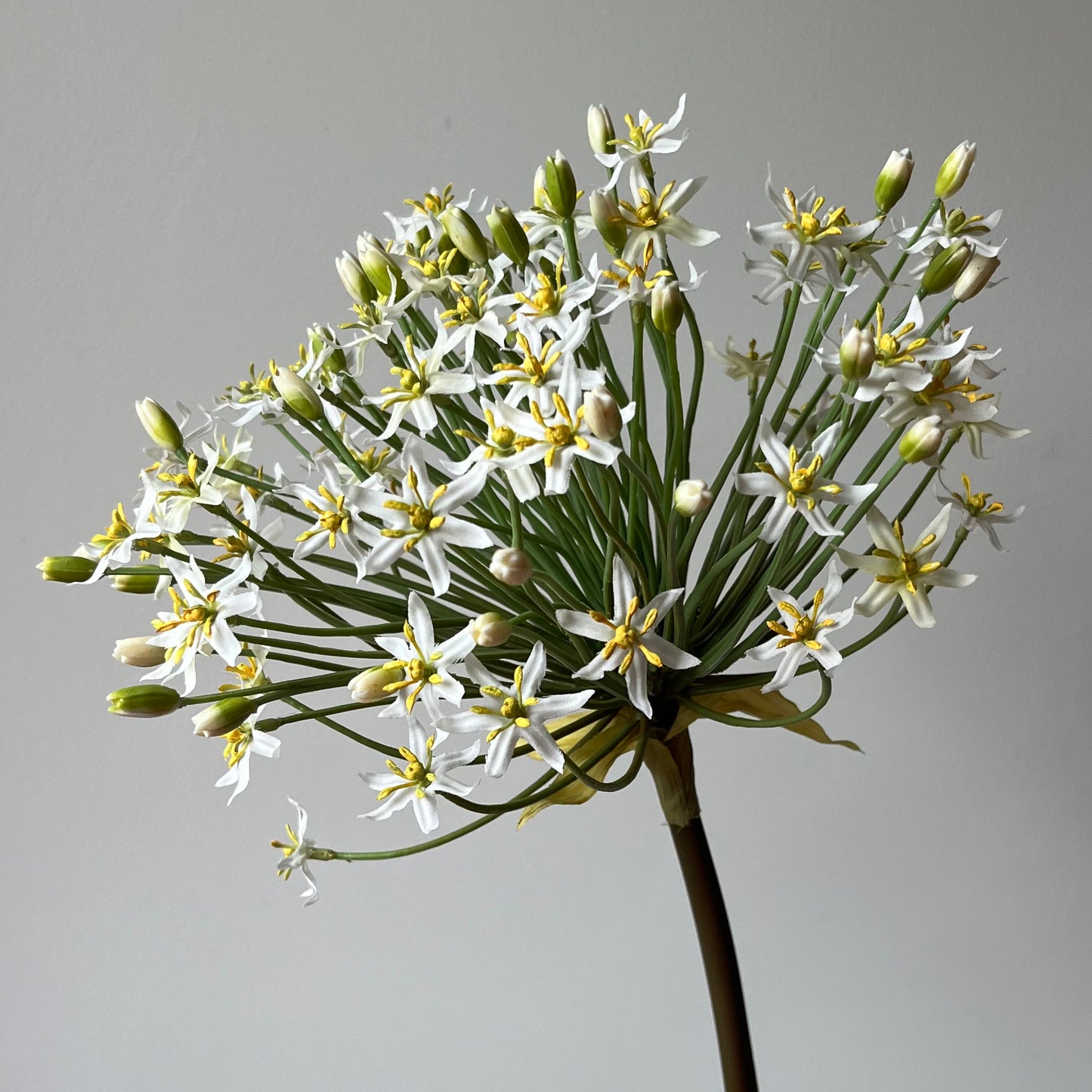 Allium Spray Groot (Sierui) - Wit