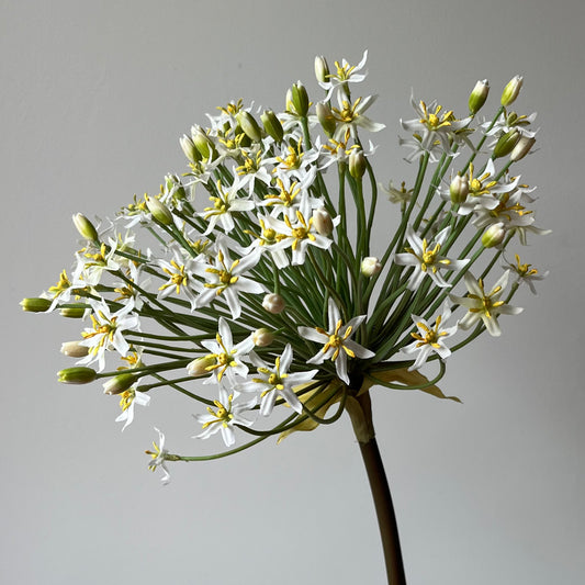 Allium Spray Groot (Sierui) - Wit