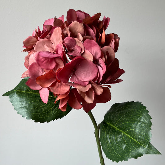 Hydrangea (Hortensia) - Mauve Roze
