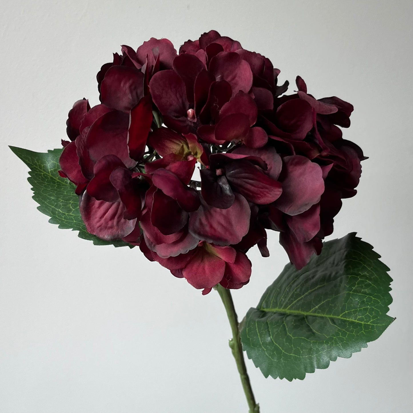 Hydrangea (Hortensia) - Burgundy