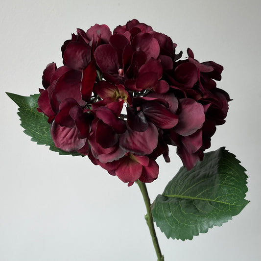 Hydrangea (Hortensia) - Burgundy