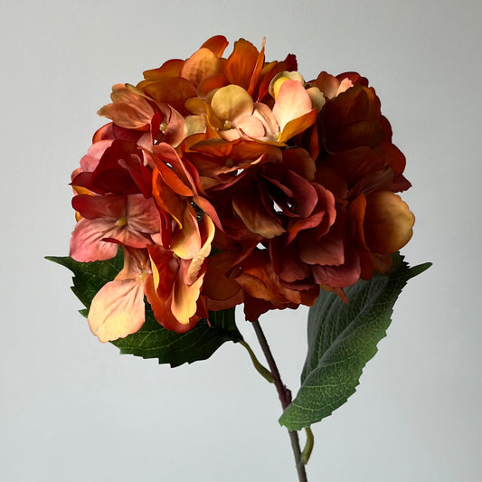 Hydrangea (Hortensia) - Roestbruin