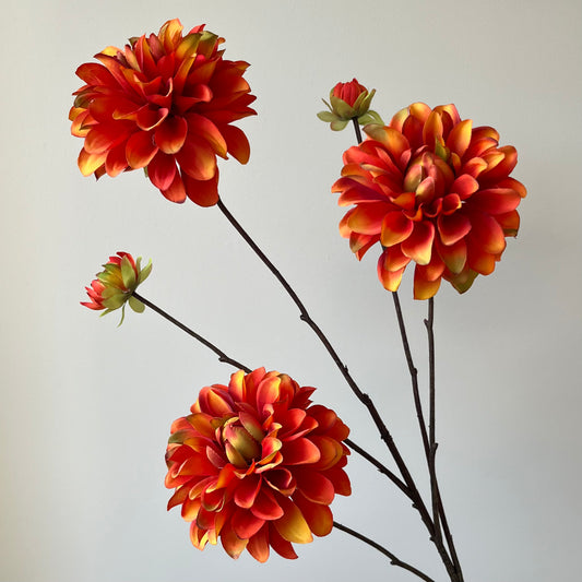 Dahlia Capitol Spray - Oranje