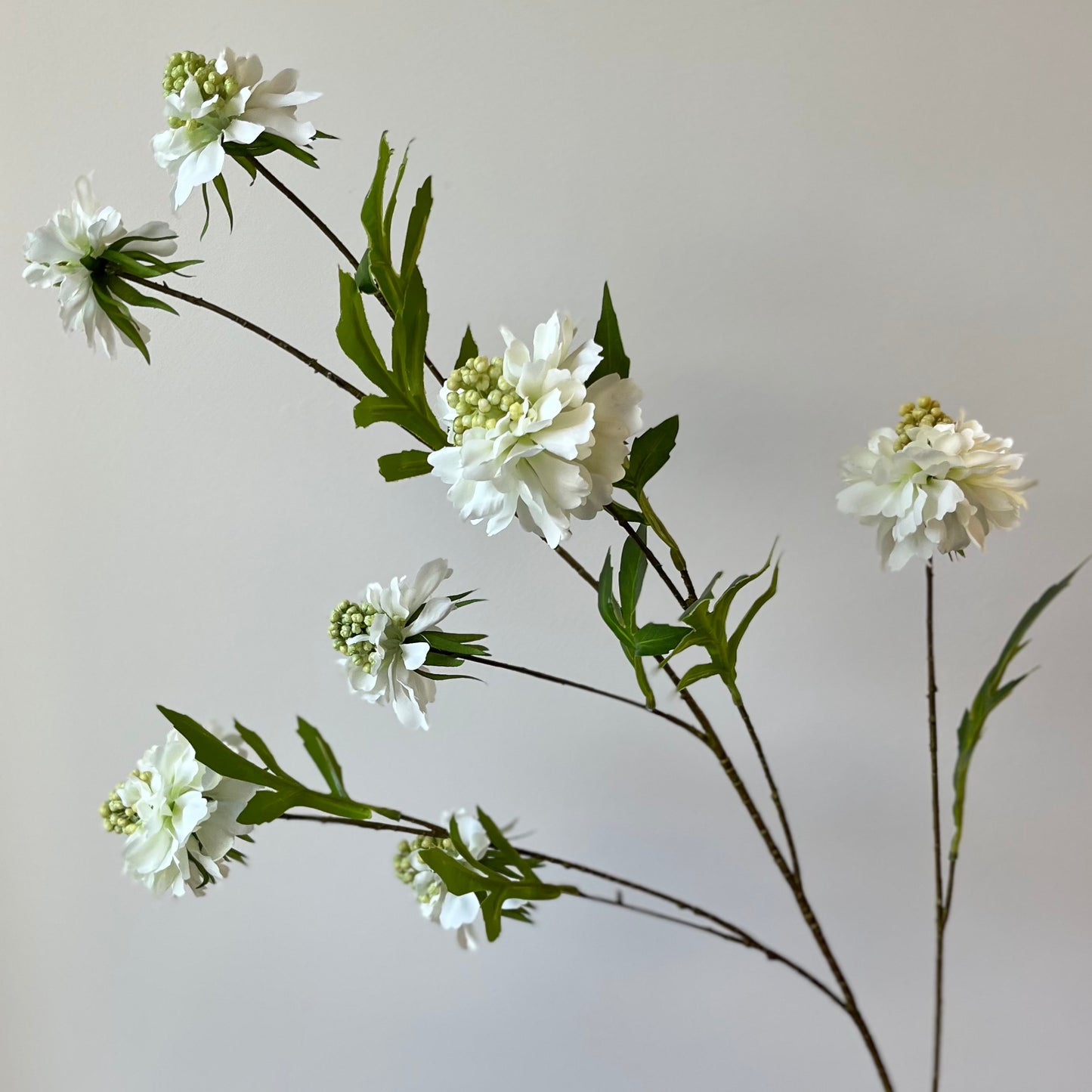 Scabiosa Spray (7-bloem) - Wit